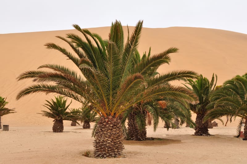 Palmen vor einer hohen Sanddüne unter blauem Himmel
