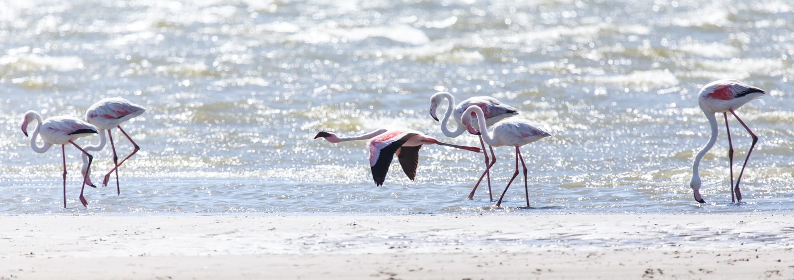 Flamingos stehen im flachen Wasser, einer fliegt gerade auf