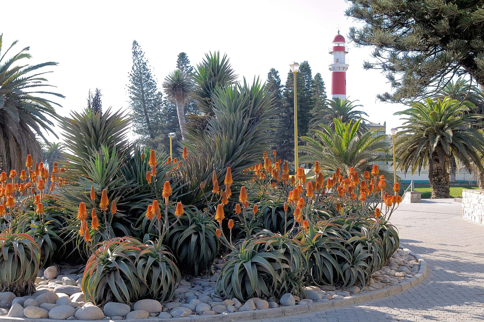 Blühende Aloen in einem Beet, im Hintergrund der rot-weiße Leuchtturm von Swakopmund