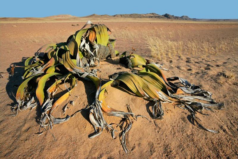 Eine Welwitschia mit zerfaserten, am Boden liegenden Blättern auf Kies, dahinter Berge