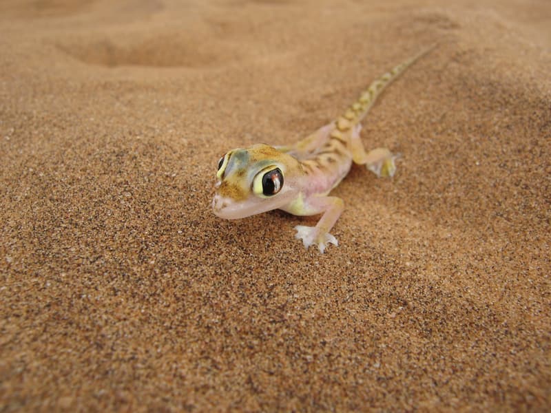 Ein blass rosafarbener Palmato-Gecko mit großen Augen sitzt auf rotem Sand